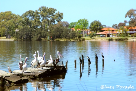 Suburb of Perth in Western Australia 